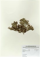 藏品(海人草)的圖片